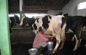 Punya 10 Ribu Ekor Sapi Perah, Kecamatan Ngantang Jadi Sentra Susu Baru di Malang