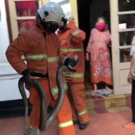 Ular Piton Sambangi Rumah Makan Bakso di Jalan Kalasan Surabaya