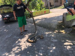 Warga Perumahan GSP Gresik Geger Penemuan Ular Piton Sepanjang Lima Meter