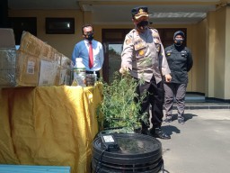 Ngakunya Tanam Tanaman Hias, Eh Ternyata Tanam Ganja