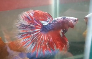 Yok Daftar! Kediri Bakal Gelar Festival Ikan Cupang