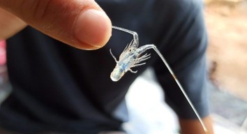 Kementerian KKP Kembali Larang Ekspor Benur Lobster