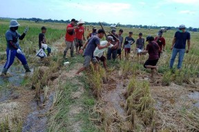 Pemkab Bojonegoro Gelar Lomba Tangkap Tikus, Per Ekor Rp 2.000