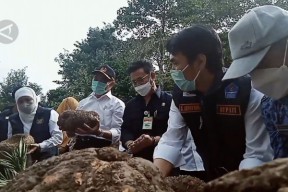 Panen Porang di Madiun, Mentan Yasin Limpo Sebut Indonesia Siap Ekpor ke Seluruh Pasar Dunia