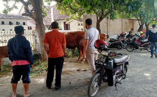 Jelang Idul Adha, Polres Probolinggo Kota Amankan Pencuri dan Penadah Sapi