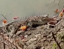 Bukan Buaya Darat, Buaya Beneran Kembali Nampak di Sungai Bengawan Solo Lamongan