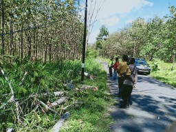 Nahas, Pelajar SMA Ponorogo Tewas Tertimpa Pohon Sengon Saat Berkendaraan