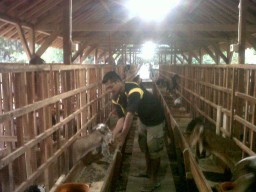 Seminggu Sebelum Idul Adha, Penjualan Kambing Masih Lesu