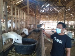 Jelang Idul Adha, Penjual Kambing Mulai Bertebaran di Gresik