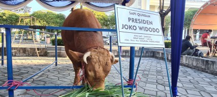 Sapi Qurban Jokowi Tiba di Masjid Al Akbar Surabaya, Dibeli dari Prabowo Seberat 1,2 Ton