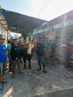 Dua Ekor Sapi Kurban di Gresik Bangkit Berdiri Usai Disembelih