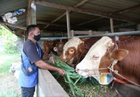 Hindari Penularan Covid-19 Saat Penyembelihan Hewan Kurban, Begini Cara Bupati Kediri