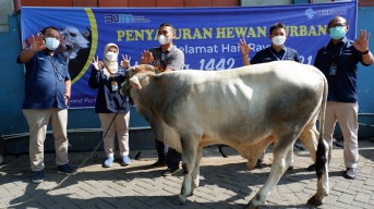 Pelindo III Salurkan langsung 127 Sapi dan 145 Kambing Kurban Kepada Tempat Ibadah