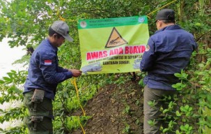 Buaya Sering Nongol di Lamongan, Begini Langkah BKSDA