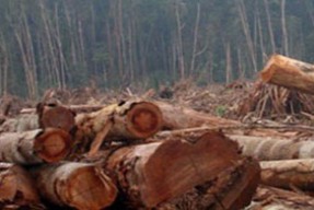 Polisi dan Petugas Taman Nasional Baluran Gagalkan Pencurian Kayu