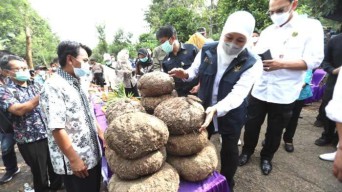 Kementerian Perdagangan Dorong Ekspor Porang ke Pasar Eropa