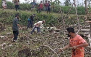 Tebang Pohon, Pohonnya Rubuh Tindih Tubuh, Akhirnya Mati