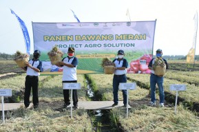 Berkat Program Agro Solusi Petrokimia Gresik, Produktifitas Bawang Merah Nganjuk Meningkat