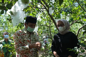 Tak Kurang Akal, Wanita Cantik di Bojonegoro Ini Jual Jambu Kristal Secara Online