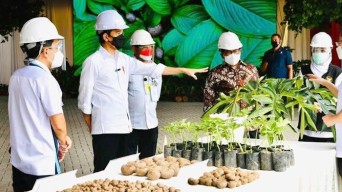 Kata Presiden Jokowi, Porang Bisa Gantikan Beras Sebagai Makanan Utama