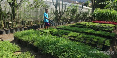Warga Kota Malang Kini Mulai Minati Tanam Sayuran Organik