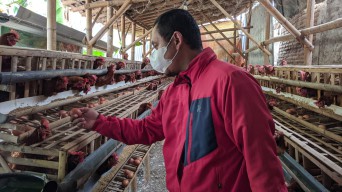 Peternak Ayam Petelur di Ponorogo Gadaikan BPKB untuk Beli Pakan