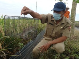 Kesetrum Jebakan Tikus, 3 Nyawa Melayang di Tahun 2021