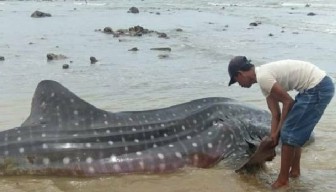 Warga Sampang Selamatkan Hiu Tutul Terdampar di Pantai Ketapang