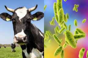 Wujudkan Jatim Bebas Brucellosis, Pusvetma Bantu Vaksin Brucivet