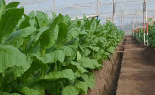 Hingga Agustus, Produksi Tembakau PTPN X Naik 204 Ton