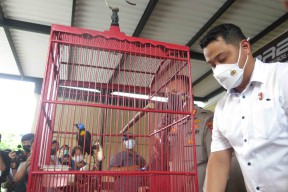 Penjual Burung Cenderawasih Asal Papua Dibekuk Polisi