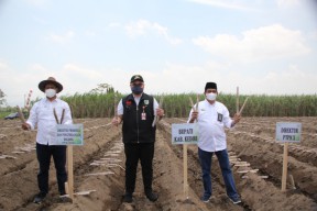 Bentuk Layanan Prima, PTPN X Kucurkan Subsidi Bibit Unggul