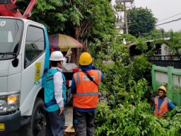 PLN Sidoarjo Ingatkan Bahaya Aliran Listrik Dekat Pohon