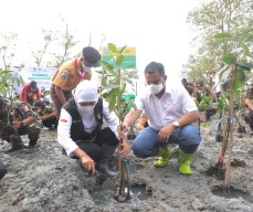 Ingatkan Jaga Ekosistem Laut Gubernur Jatim Nandur Mangrove di KEE Ujungpangkah Gresik 