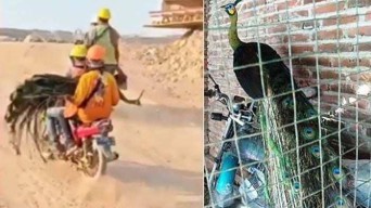 Burung Merak Hijau DItemukan di Areal Proyek Bandara Kediri, Pertanda Apa