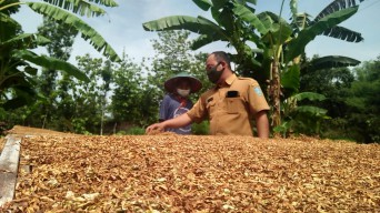 Membusuk, Petani Tembakau Ponorogo Pilih Buang Daun untuk Pupuk Organik