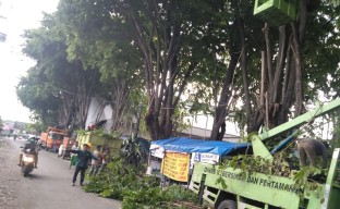 Antisipasi Pohon Tumbang, Bupati Sidoarjo Instruksikan Dinas Rajin Kepras Pohon