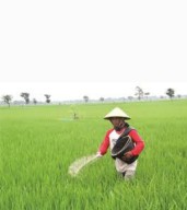 Subsidi Dikurangi, Petani di Nganjuk Kelabakan Cari Pupuk