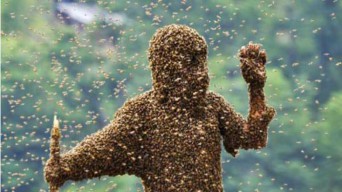 Pencari Madu Hutan Gunung Piramid Tewas Tersengat Lebah