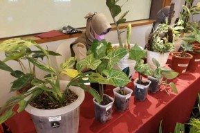 Hingga Oktober 2021, Kediri Raya Ekspor Tanaman Hias Senilai Rp 11 Milliar