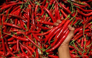 Harga Cabai Naik, PSI Usulkan Pelatihan Pengolahan Cabai Pasca Panen