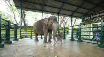Gajah Dumbo Didiagnosa Terinveksi Elephant Herpes Virus