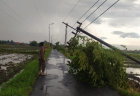 Angin Puting Beliung di Jabon Sidoarjo Robohkan Tiang Listrik