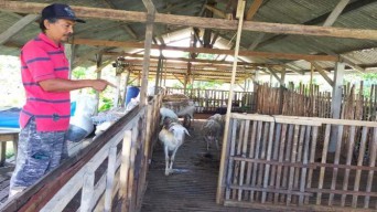 Maling Kambing Borong 19 Ekor dari Kandang,Pemiliknya Lapor Polisi