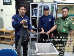 Damkar Gresik Serahkan Dua Ular Sanca Tangkapan dari Rumah Warga Ke BKSDA