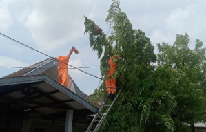 Petugas BPBD Sidoarjo Evakuasi Sarang Tawon Ndas Jumbo