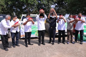 Jeruk Nipis Kebonagung Ujungpangkah Ekspor ke Malaysia dan Singapura