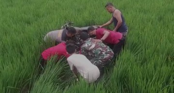 Warga Paron Ngawi Ditemukan Tewas di Persawahan Wungu Madiun