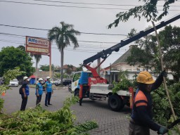 Rawan Ganggu Jaringan Listrik, PLN UP3 Sidoarjo Rabas Sejumlah Pohon