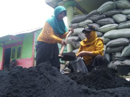 Di Bojonegoro Ada Kotoran Sapi Jadi Pupuk Organik, Perhari Produksi 2 Ton